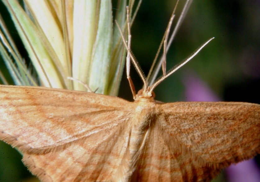 Idaea ochrata